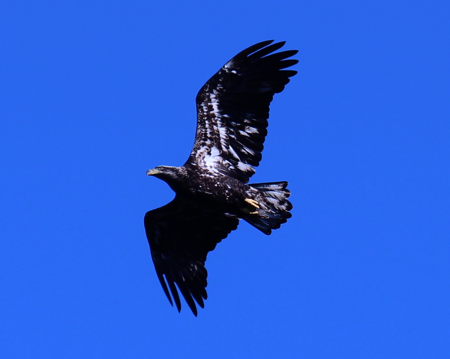 Bald Eagle Juvenile Burlington Heights Carol's Bay