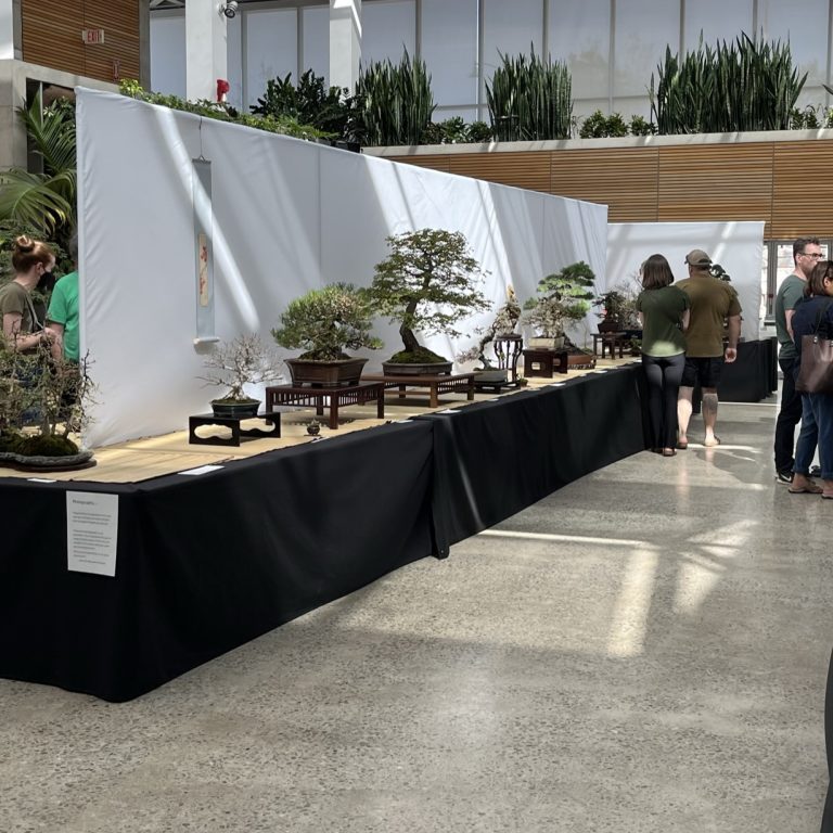 Bonsai Society Show table top displays throughout the Atrium at RBG Centre