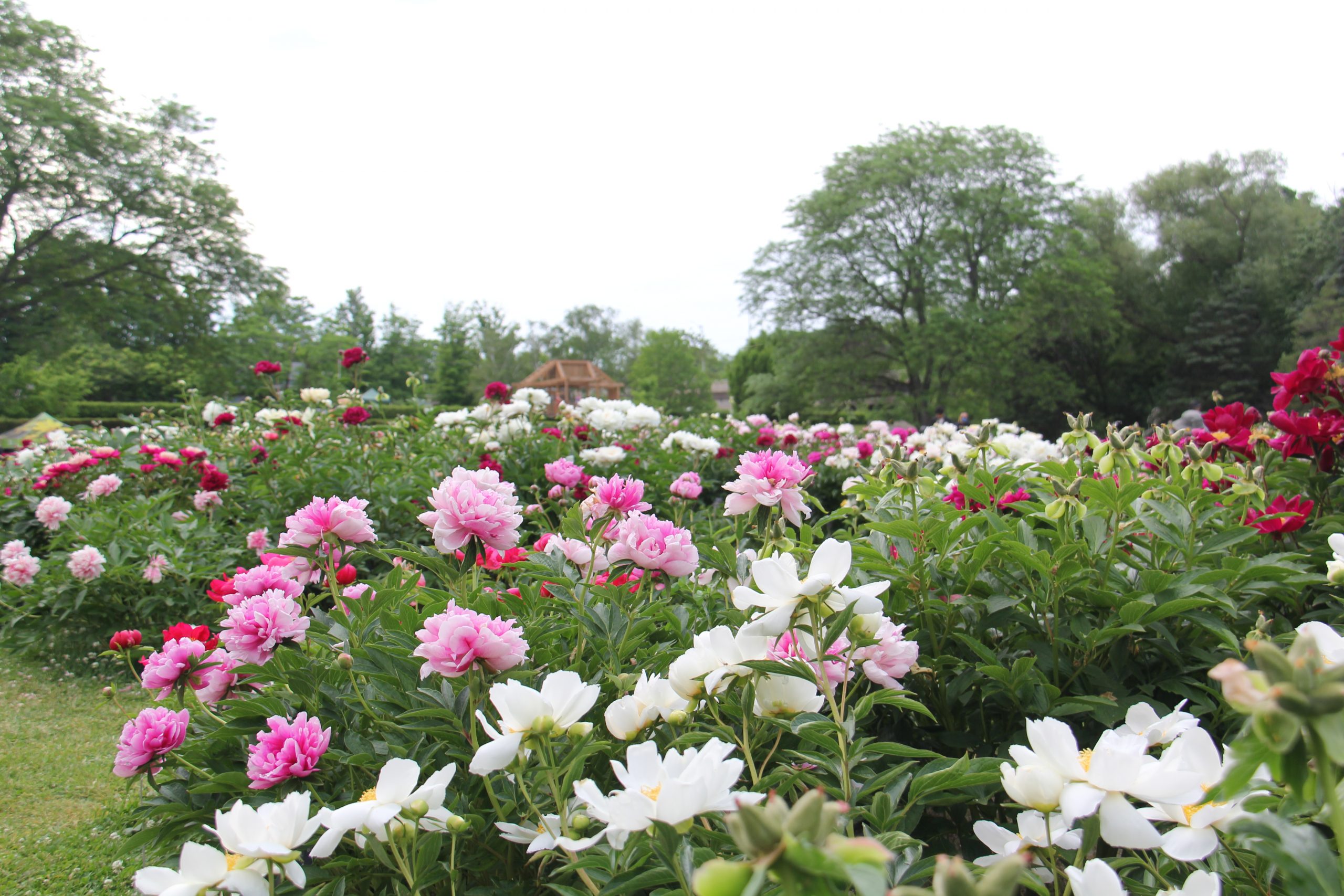 Dining Al Fresco: Peonies in Bloom | Royal Botanical Gardens