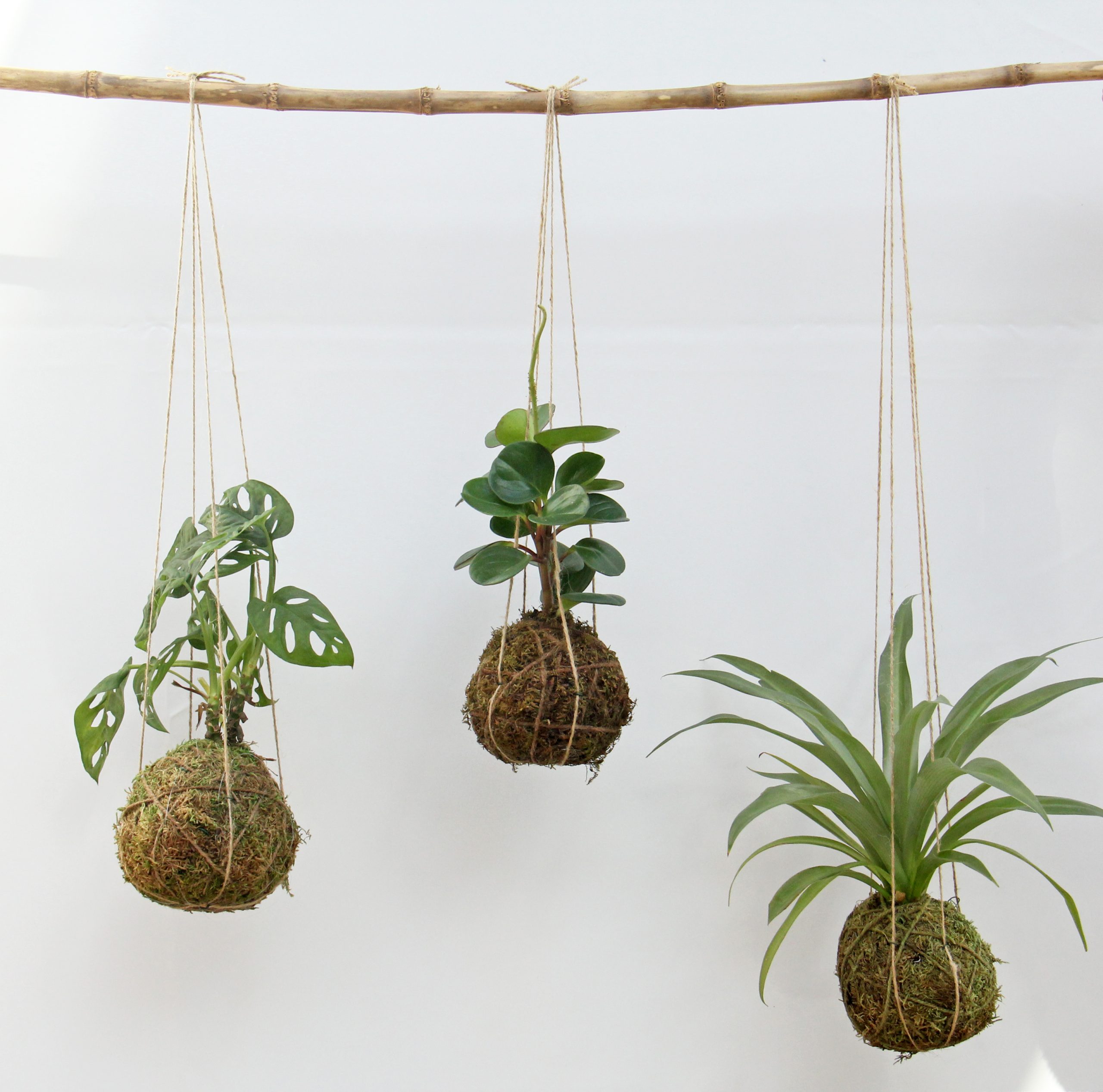 three hanging plants in soil wrapped with a moss and secured by string.