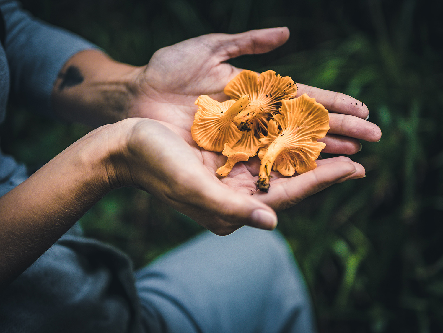 Hands holding freshly harvested Chanterelle mushrooms 