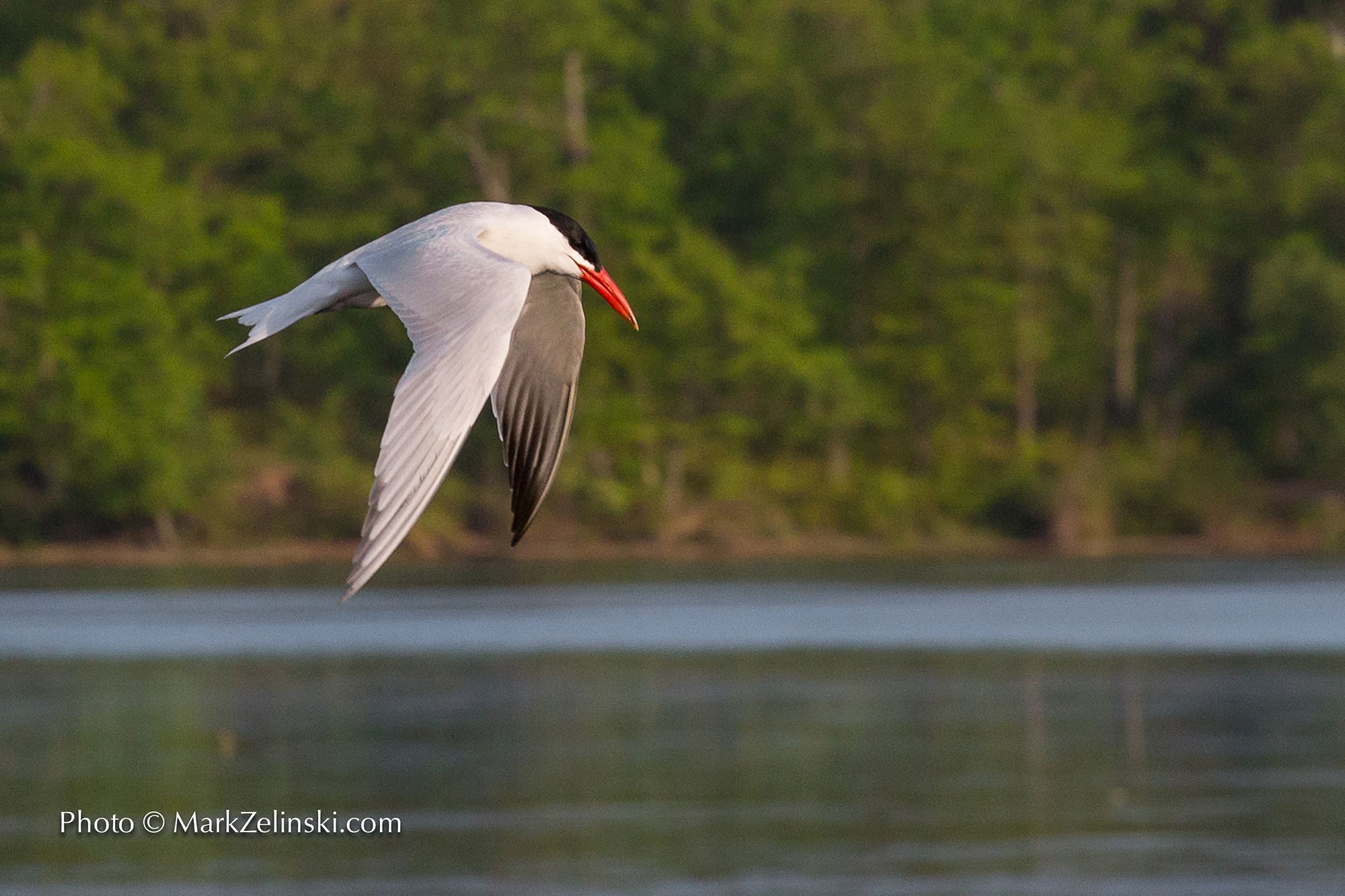 Caspian Tern Flying Cootes Paradise Credit Markzelinski.com