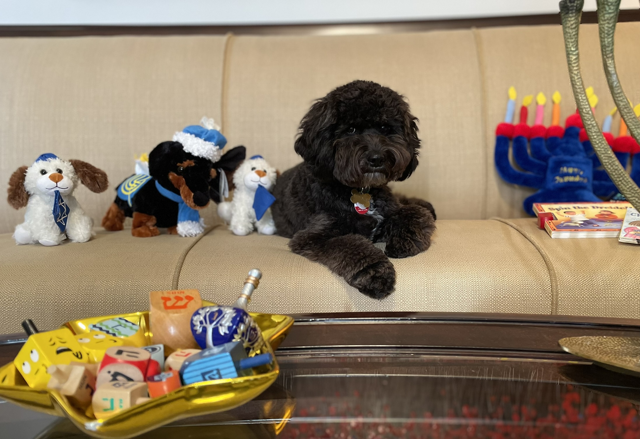 small black dog laying on couch with Hanukkah decorations and items around them