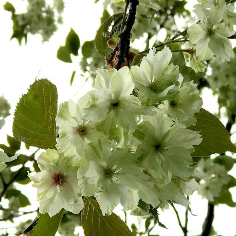 Cherry blossom trees set to bloom across Hamilton, Burlington and