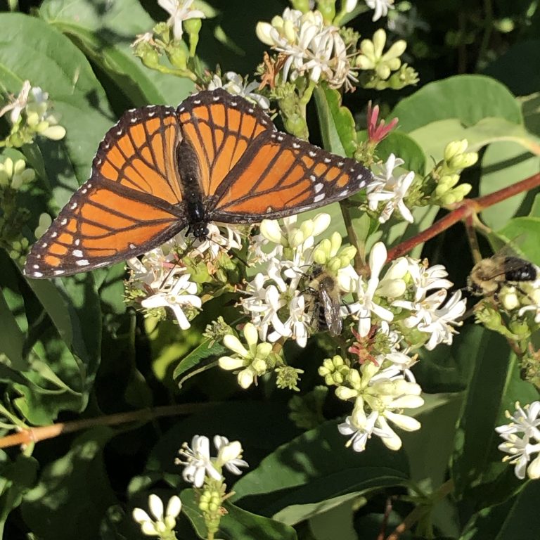 monarch butterfly enjoying the white flowers of Seven-son Flower