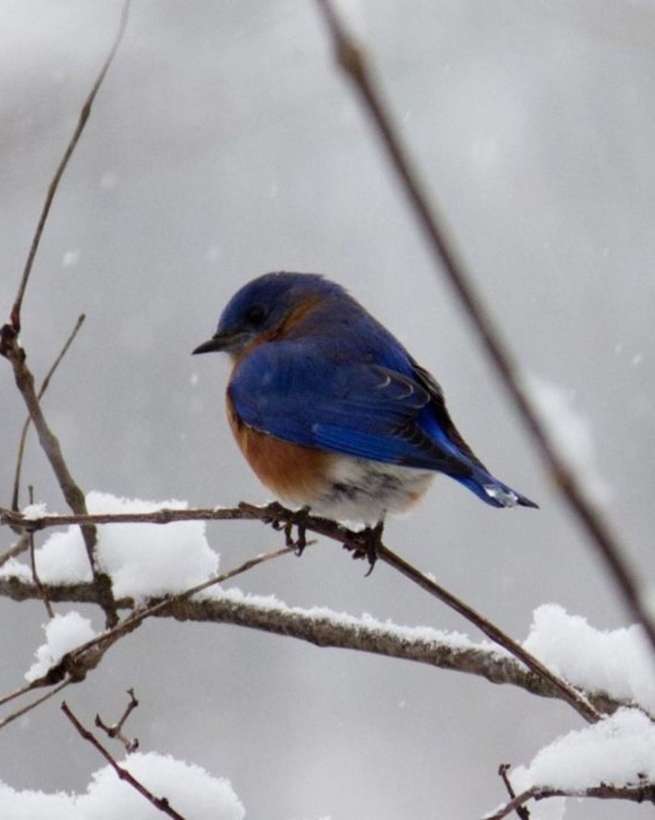 BLUEBIRD OF HAPPINESS DAY - September 24, 2024 - National Today