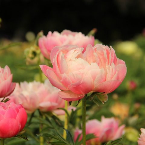 Laking Garden - Royal Botanical Gardens