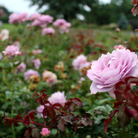 Rose Garden Collection - Royal Botanical Gardens