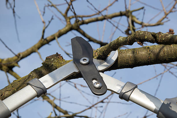 Cherry tree is trimmed with pruning shears