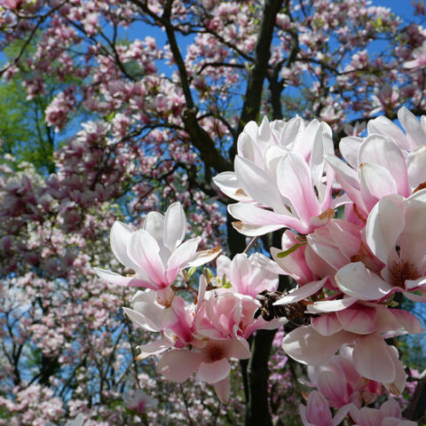 magnolia tree blooming in august