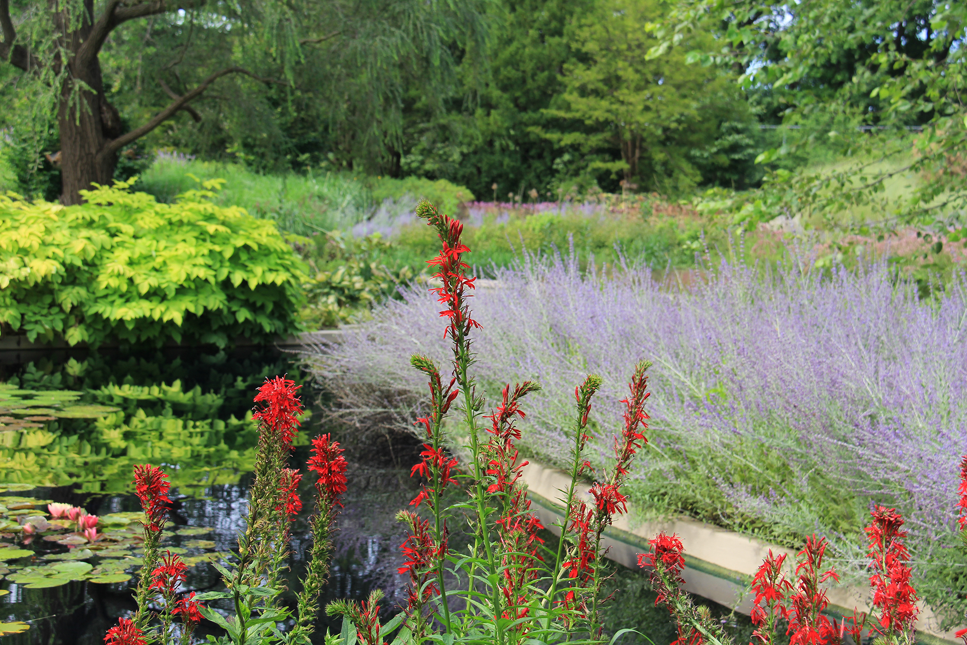 Bright red cardinal flower spikes bloom against a backdrop of Russian sage and water lilies