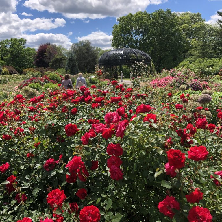 Rose garden in peak bloom