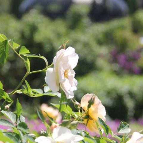 Stroll Through The Rose Garden