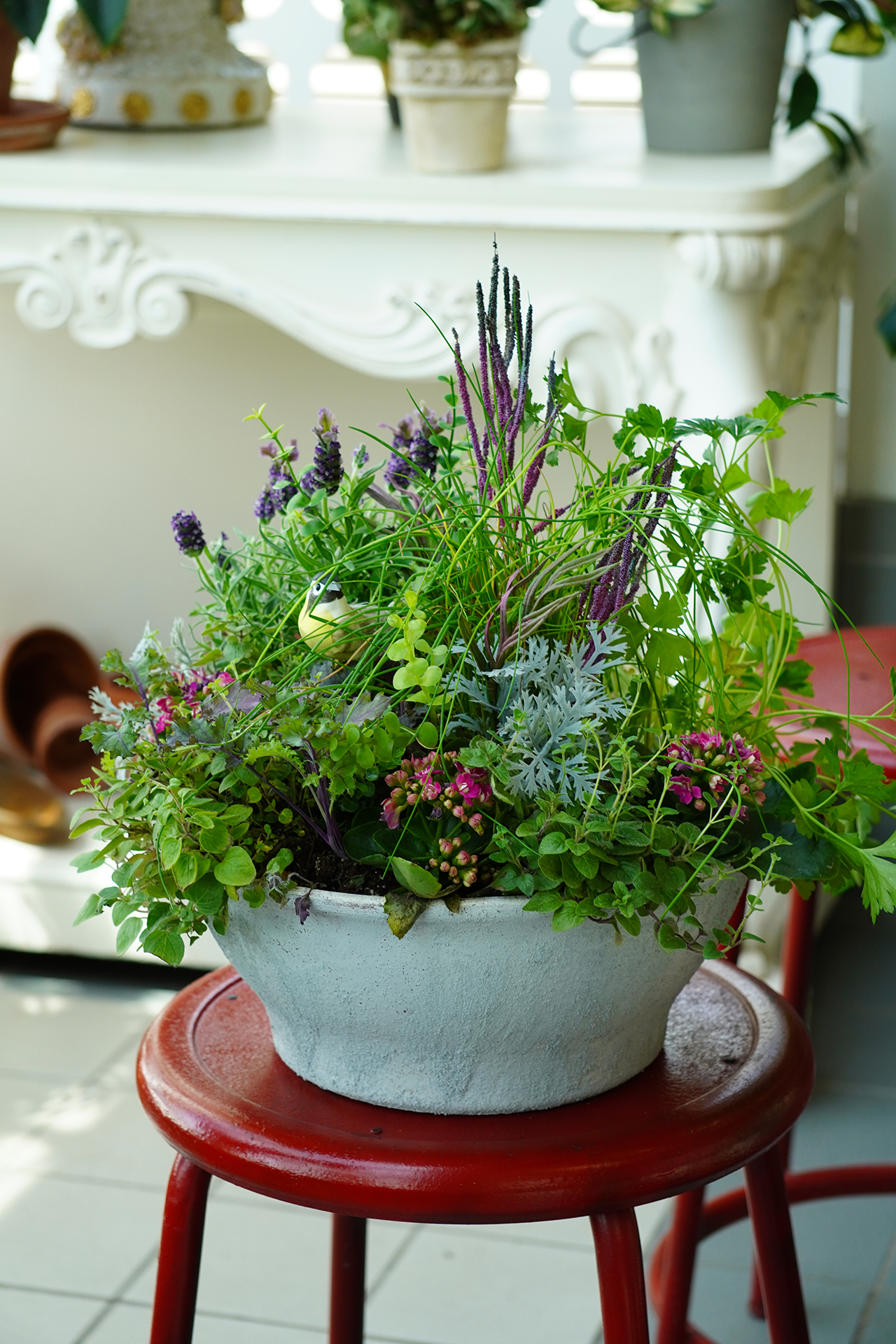 Concrete planter with spring herbs